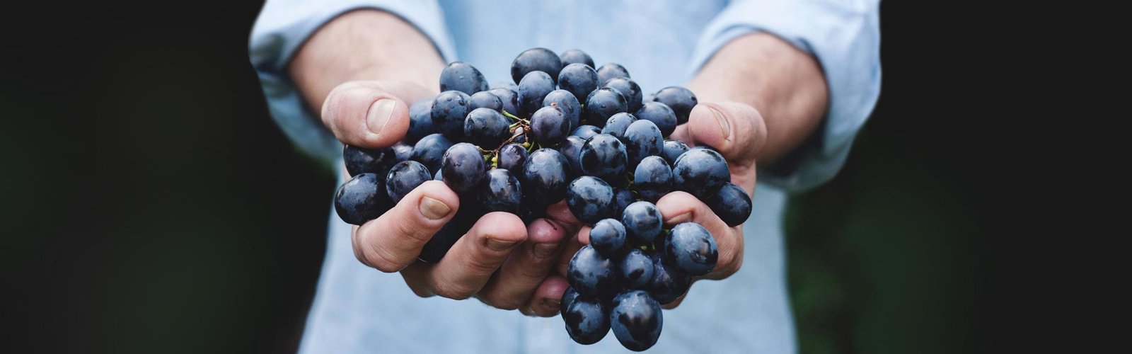 Hand-selected fruits — artisanal quality